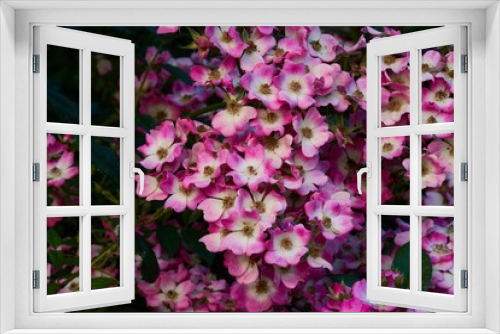 Fototapeta Naklejka Na Ścianę Okno 3D - Closeup shot of pink rose mozart flowers blooming in a garden