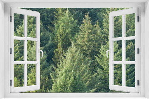 Fototapeta Naklejka Na Ścianę Okno 3D - conifer Trees background german forest odenwald