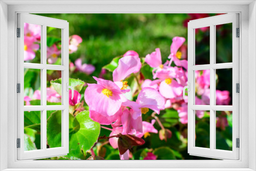 Fototapeta Naklejka Na Ścianę Okno 3D - Top view of many vivid pink begonia flowers with fresh in a garden in a sunny summer day, perennial flowering plants in the family Begoniaceae, vivid floral background in direct sunlight.