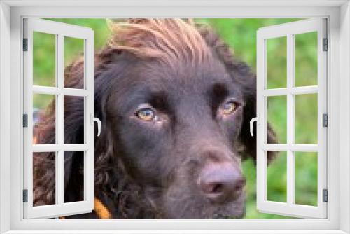 Fototapeta Naklejka Na Ścianę Okno 3D - portrait of a dog