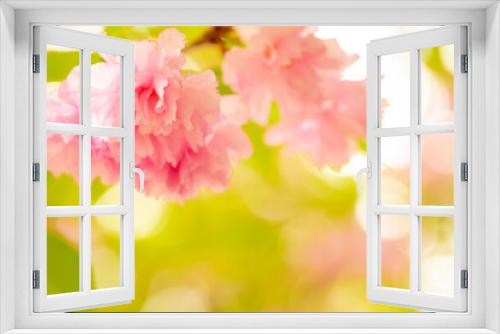 Fototapeta Naklejka Na Ścianę Okno 3D - Sakura. Cherry blossom, branches with flowers sway in the wind. Pink flowers of the sakura tree. Spring landscape with flowering trees. Beautiful nature on a sunny day.