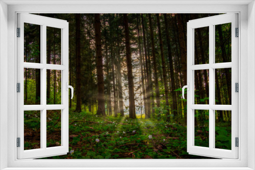Fototapeta Naklejka Na Ścianę Okno 3D - Wald und Sonne
