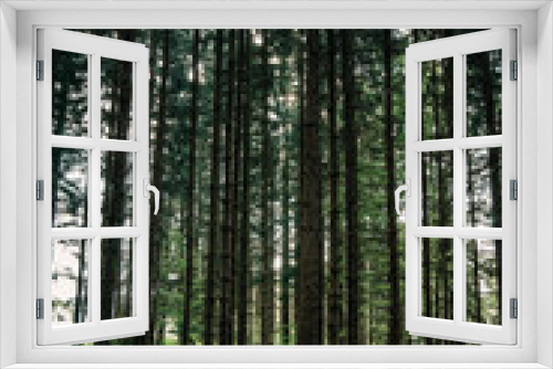 Fototapeta Naklejka Na Ścianę Okno 3D - Wald und Sonne