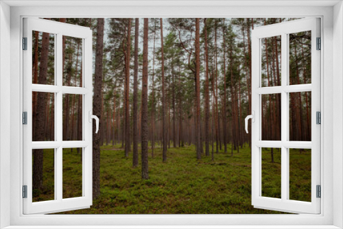 Fototapeta Naklejka Na Ścianę Okno 3D - Huge trunks of coniferous trees in the forest