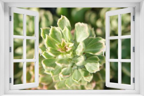 Fototapeta Naklejka Na Ścianę Okno 3D - Blurred background of a succulent plant, selective focus, soft focus