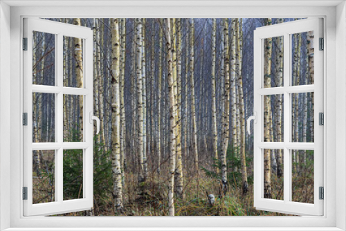 Fototapeta Naklejka Na Ścianę Okno 3D - Birch background. Young birches forest