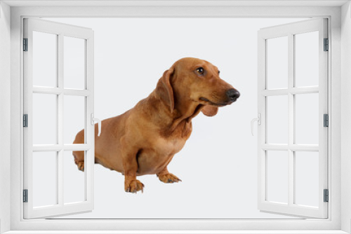 Fototapeta Naklejka Na Ścianę Okno 3D - Funny dachshund/Funny dachshund 