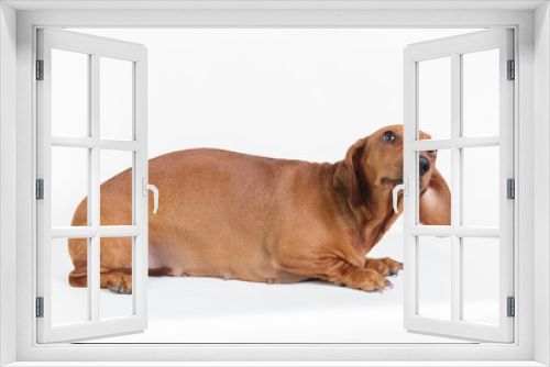 Fototapeta Naklejka Na Ścianę Okno 3D - Funny dachshund