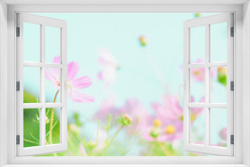 Fototapeta Naklejka Na Ścianę Okno 3D - ピンク色のコスモス