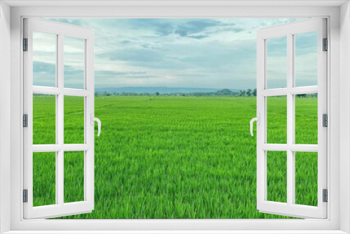 Fototapeta Naklejka Na Ścianę Okno 3D - View of a green rice field on a cloudy day