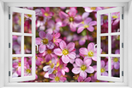 Fototapeta Naklejka Na Ścianę Okno 3D - Mossy Saxifrage Pixie Rose flowers