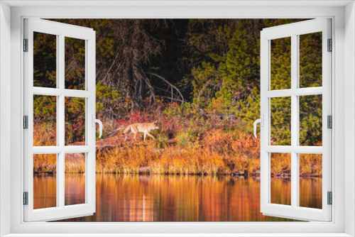 Fototapeta Naklejka Na Ścianę Okno 3D - Coyote in Fall 