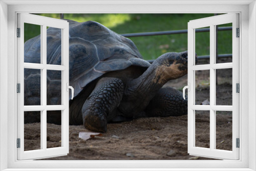 Fototapeta Naklejka Na Ścianę Okno 3D - Species of land tortoise, they live 300 to 400 years. It is considered the largest tortoise in the world.