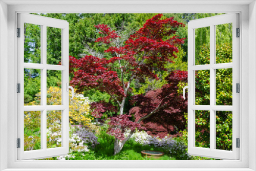 Fototapeta Naklejka Na Ścianę Okno 3D - Spring beauty in this Japanese Garden in the Pacific Northwest garden where the flowers glow, bees buzz and water ripples.