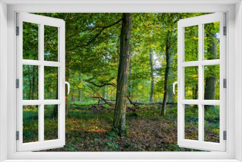 Fototapeta Naklejka Na Ścianę Okno 3D - Bavarian Summer Forrest