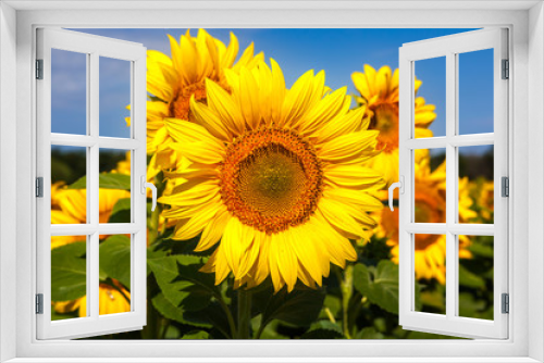 Fototapeta Naklejka Na Ścianę Okno 3D - Sunflower closeup