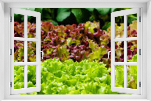 Fototapeta Naklejka Na Ścianę Okno 3D - closeup of fresh green and purple lettuces displayed at a market