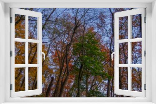 Fototapeta Naklejka Na Ścianę Okno 3D - Scenic autumn landscape featuring a row of tall trees, with a backdrop of vibrant foliage
