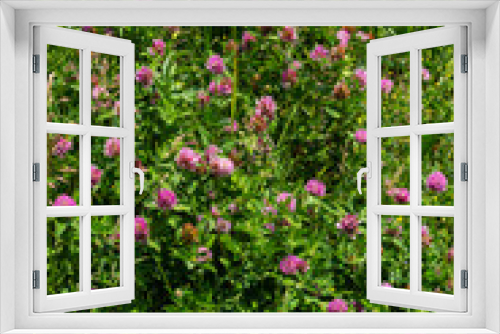 Fototapeta Naklejka Na Ścianę Okno 3D - Trifolium pratense, red clover. Collect valuable flowers fn the meadow in the summer. Medicinal and honey-bearing plant, fodder and in folk medicine medically sculpted wild herbs