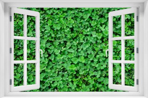 Fototapeta Naklejka Na Ścianę Okno 3D - Background of many clover or trefoil (Trifolium) vivid green leaves in a sunny spring day, beautiful outdoor monochrome floral background.