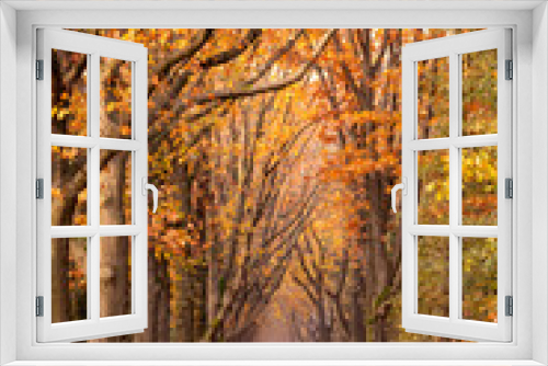 Fototapeta Naklejka Na Ścianę Okno 3D - Country road in beautiful autumn colors