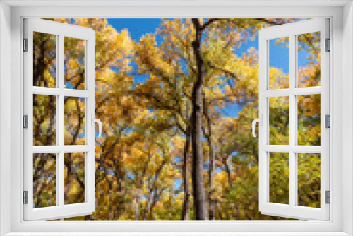 Fototapeta Naklejka Na Ścianę Okno 3D - A thicket of cottonwood trees in mid-autumn. The leaves of the trees are still turning from green to yellow, providing a multicolored canopy overhead.