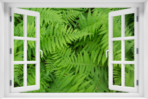 Fototapeta Naklejka Na Ścianę Okno 3D - Fern Background in Summer