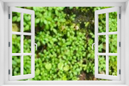 Fototapeta Naklejka Na Ścianę Okno 3D - Green plants with green leaves in micro nature