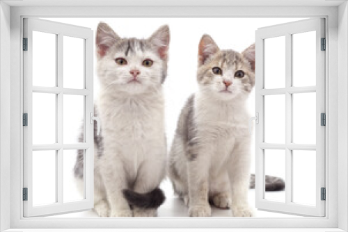 Fototapeta Naklejka Na Ścianę Okno 3D - Two beautiful cats.