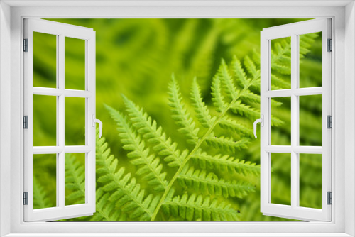 Fototapeta Naklejka Na Ścianę Okno 3D - Fresh green fern leaves in the forest
