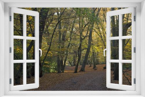Fototapeta Naklejka Na Ścianę Okno 3D - Path through the woods in autumn