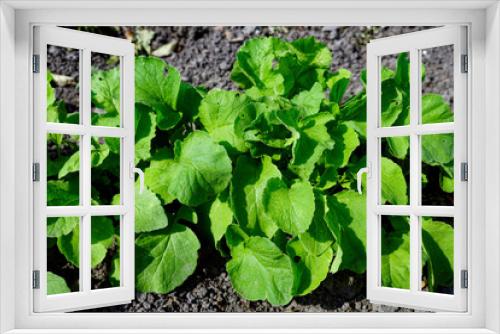 Fototapeta Naklejka Na Ścianę Okno 3D - This is a photo of a green leafy plant with large leaves growing in a garden bed. The photo is taken from above and the leaves are in focus. Radish in the home garden. Homegrown vegetables.