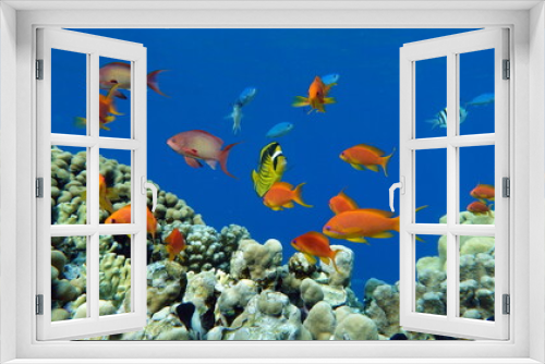 Fototapeta Naklejka Na Ścianę Okno 3D - Colorful tropical fish on a coral reef, amazingly beautiful fairy world. In the coral gardens of the Red Sea.

