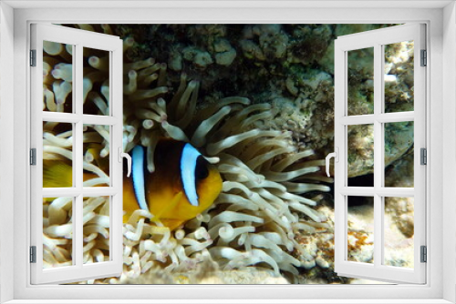 Fototapeta Naklejka Na Ścianę Okno 3D - Clown fish amphiprion (Amphiprioninae). Red sea clown fish. 
