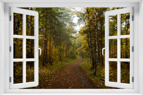 Fototapeta Naklejka Na Ścianę Okno 3D - A path deep in the dense autumn forest in the morning