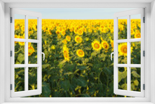 Fototapeta Naklejka Na Ścianę Okno 3D - Beautiful sunflower in field