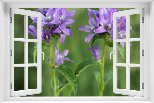 Fototapeta Naklejka Na Ścianę Okno 3D - Clustered Bellflower, Campanula glomerata, wild flowering plant from Finland