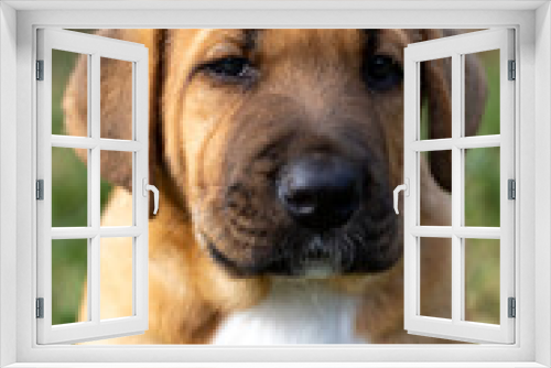 Fototapeta Naklejka Na Ścianę Okno 3D - Portrait of sad, melancholic pyppu looking up at camera with tender expression. Cute, fluffy, plump Broholmer puppy, one month old, male danish molossian or mastiff breed.