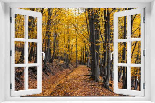 Fototapeta Naklejka Na Ścianę Okno 3D - Autumn forest nature. Vivid morning in colorful forest with sun rays through branches of trees. Scenery of nature with sunlight
