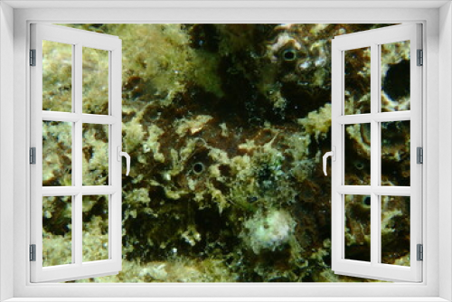 Fototapeta Naklejka Na Ścianę Okno 3D - Brown boring sponge (Cliona schmidtii) extreme close-up undersea, Aegean Sea, Greece, Halkidiki