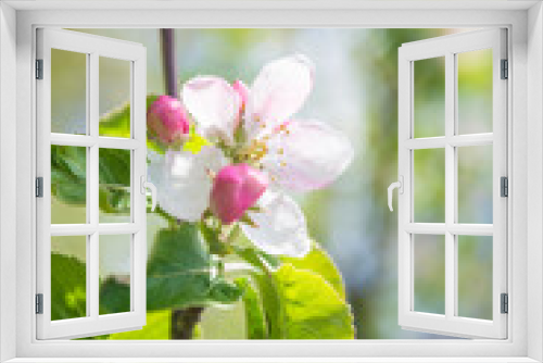 Fototapeta Naklejka Na Ścianę Okno 3D - Spring season concept; Twig with apple blossom and young leaves on the blurred natural background