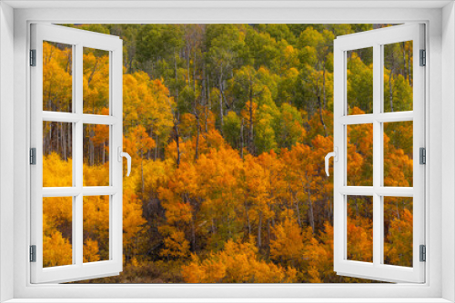 Fototapeta Naklejka Na Ścianę Okno 3D - Bright Autumn forest scenery of green and yellow aspen trees in Kebler Pass, Colorado.