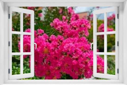 Fototapeta Naklejka Na Ścianę Okno 3D - Pink flowers of Lagerstroemia speciosa in the garden