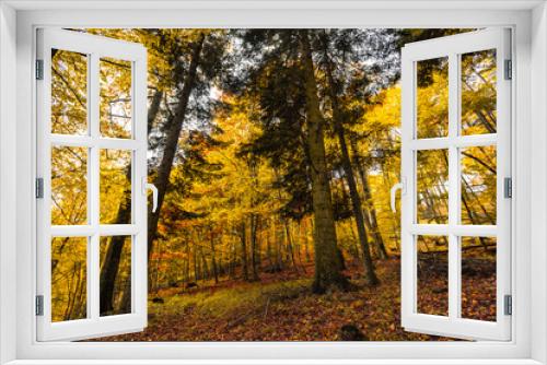 Fototapeta Naklejka Na Ścianę Okno 3D - Autumn forest nature. Vivid morning in colorful forest with sun rays through branches of trees. Scenery of nature with sunlight