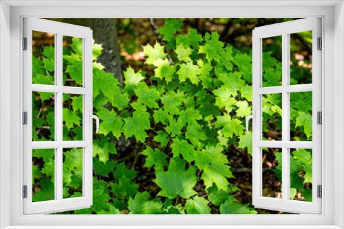 Fototapeta Naklejka Na Ścianę Okno 3D - Beautiful green maple leaves, living on branches in a thick forest, mostly shaded but with a little sunshine on some.