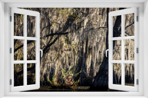 Fototapeta Naklejka Na Ścianę Okno 3D - Caddo Lake is a bayou in east Texas filled with cypress trees with needles that turn red, yellow and orange in the fall. When the trees are backlit, the Spanish Moss glows.