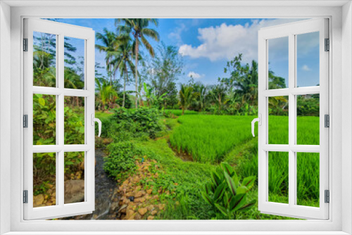 Fototapeta Naklejka Na Ścianę Okno 3D - Tranquil Countryside Landscape with Green Fields and Coconut Trees Under a Blue Sky.  Use for Agricultural concept or wallpaper. 