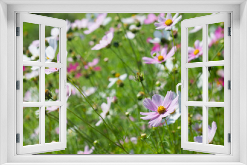 Fototapeta Naklejka Na Ścianę Okno 3D - bright pink flowers