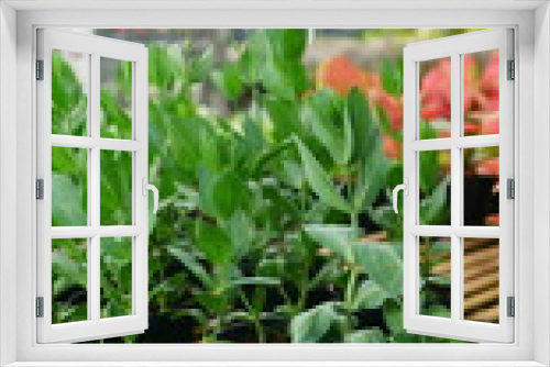Fototapeta Naklejka Na Ścianę Okno 3D - Lisianthus Flower: Nature's Elegance in Bloom