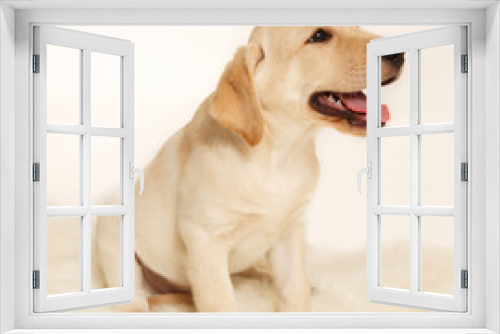 Fototapeta Naklejka Na Ścianę Okno 3D - Labrador puppy